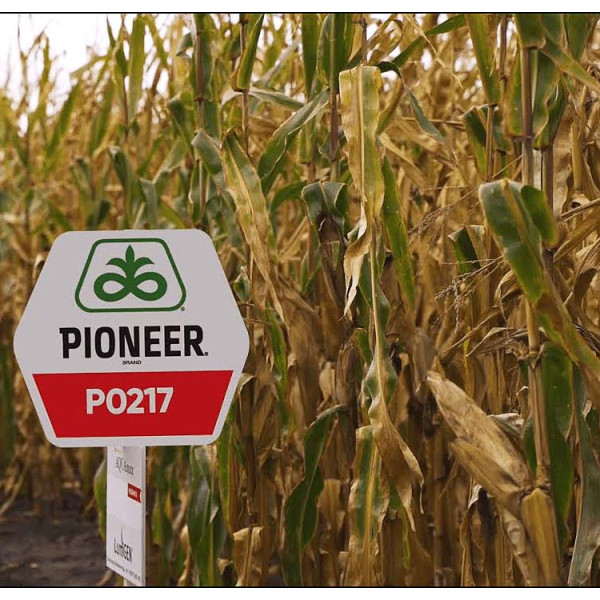 AQ П0217 ФАО 460 Піонер, насіння кукурудзи P0217 AQ Pioneer 22 кг