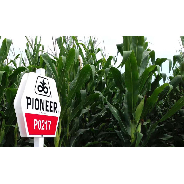 AQ П0217 ФАО 460 Піонер, насіння кукурудзи P0217 AQ Pioneer 22 кг