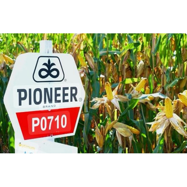 AQ П0710 ФАО 530 Піонер, насіння кукурудзи P0710 AQ Pioneer 22 кг