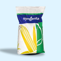 СИ Шикарі ФАО 200 Сингента, насіння кукурудзи Syngenta 22 кг