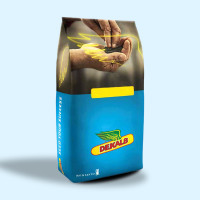 Ексайтед ДК Monsanto насіння озимого ріпаку, (Монсанто)