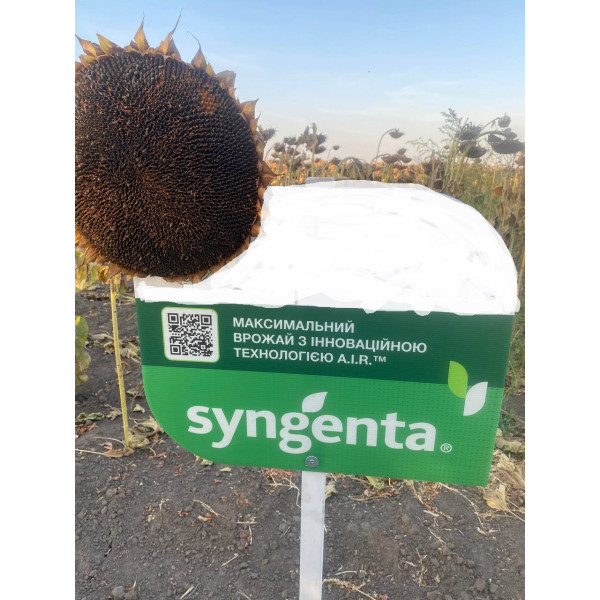 Сузука HTS Syngenta (під Гранстар), насіння соняшника Сингента 10 кг