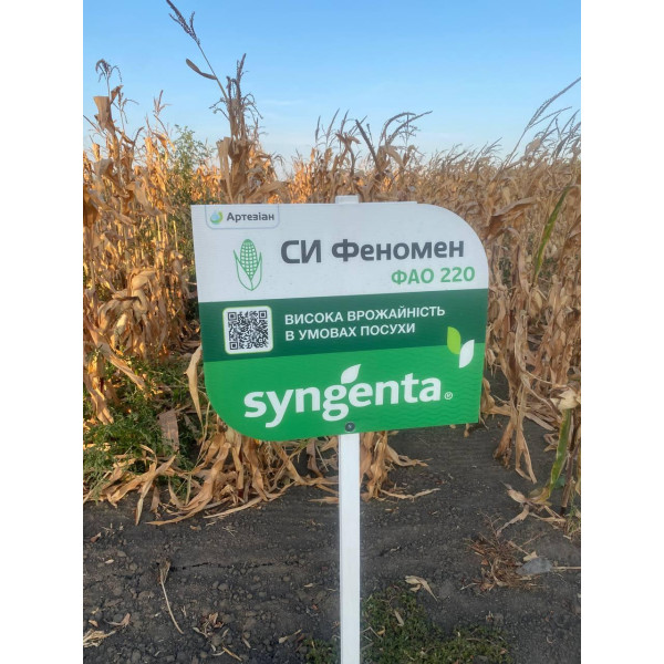 СИ Зефір ФАО 430 Сингента, насіння кукурудзи Syngenta 22 кг