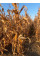 ДКС 4685 ФАО 340 Монсанто Декалб, насіння кукурудзи DKC 4685 Monsanto Dekalb 22 кг