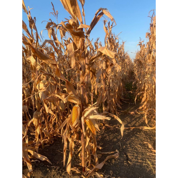 ДКС 4685 ФАО 340 Монсанто Декалб, насіння кукурудзи DKC 4685 Monsanto Dekalb 22 кг