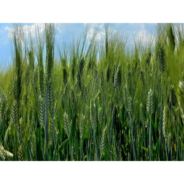 Абрацо Limagrain Еліта насіння озимої пшениці (Лімагрейн), оста