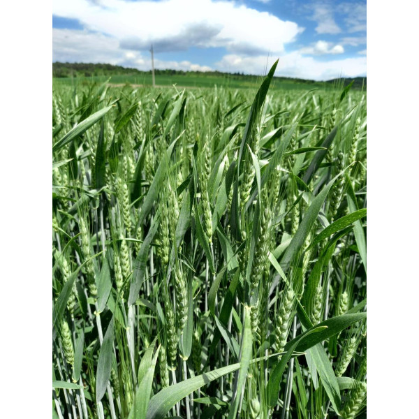 Фріскі Limagrain Еліта насіння озимої пшениці, (Лімагрейн), безоста