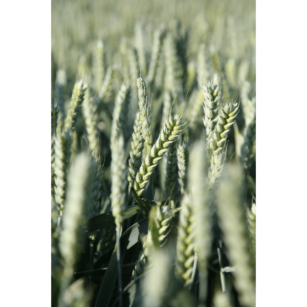Егмонт Limagrain Еліта насіння озимої пшениці (Лімагрейн), безоста