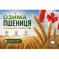 Магог, насіння Канадської озимої пшениці, Еліта, безоста